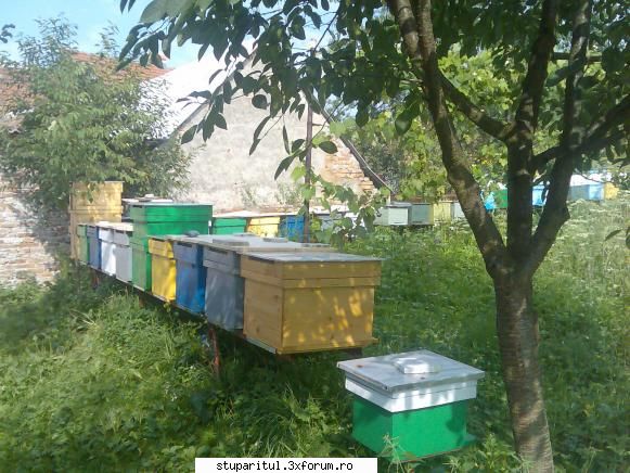 Distanta dintre doua stupine - Imi permit un raspuns in ceea ce priveste - REZERVAT MEMBRILOR "STUPARITUL"