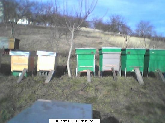 Dlor "a inebunit lupul " - Eu am mai multe tipuri de lazi, atat orizontale - CAFENEA - DISCUTII DESPRE ORICE