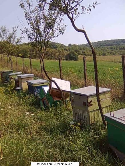 Doar 2 bucati. - Se pare ca cel mic, fara magazie l-a antrenat si - INTRETINEREA ALBINELOR