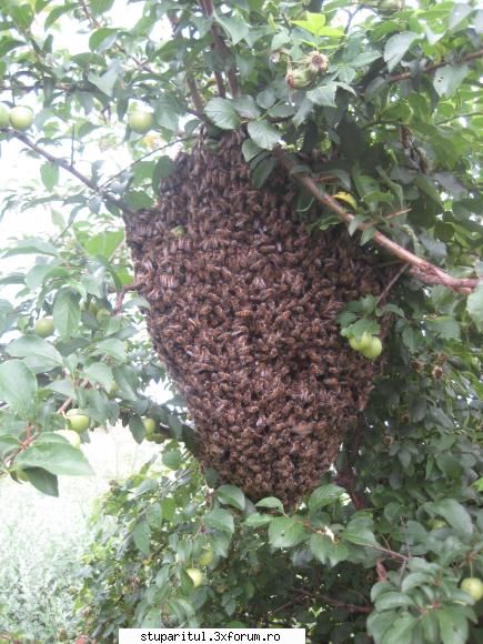Doar un roi ! - Din activitatea mea de ... apicultor ! - POZE