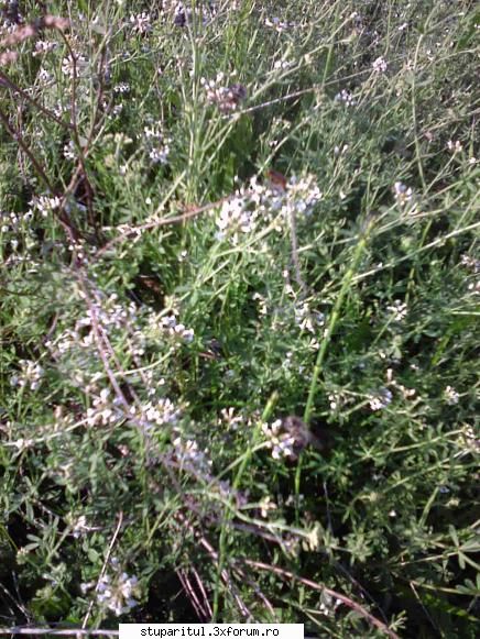Dobru - Si in zona mea s-a dezvoltat f bine in acest an - BAZA MELIFERA - PLANTE , ARBUSTI , ARBORI