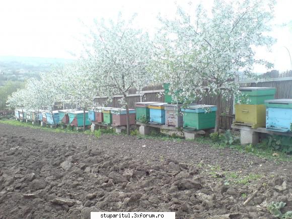 Doua imagini de la APIDOR. - Primavara !!!!! - POZE