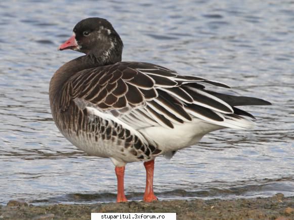 Dunarea - continuare - Am gasit si gooseduck-ul - CAFENEA - DISCUTII DESPRE ORICE