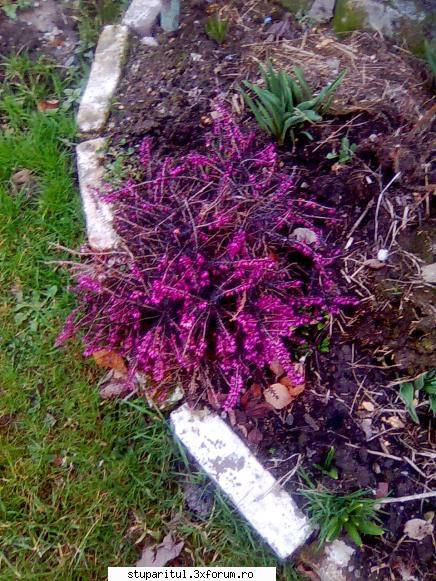 Erica - Si la mine intr-un colt puse 2 tufe au stat - BAZA MELIFERA - PLANTE , ARBUSTI , ARBORI