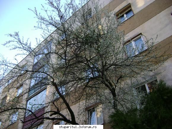 Estimari an apicol 2010 - Hai ca fusei la o tigara in fata blocului. Ia - DISCUTII APICOLE DIVERSE