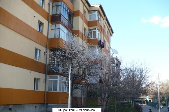 Estimari an apicol 2010 - tot pe asta o știu și eu �n Craiova ( - DISCUTII APICOLE DIVERSE