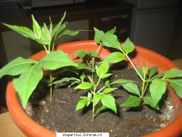 Evodia - evodia din ianuarie - BAZA MELIFERA - PLANTE , ARBUSTI , ARBORI