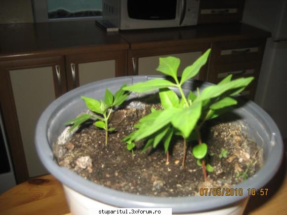 Evodia - orban stefan - BAZA MELIFERA - PLANTE , ARBUSTI , ARBORI