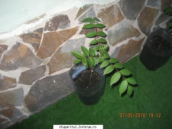 Evodia - puieti evodia cumparati de la Tirgul mierii BLAJ - BAZA MELIFERA - PLANTE , ARBUSTI , ARBORI