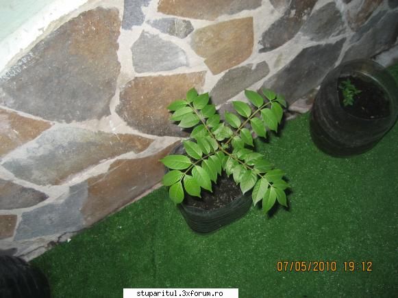 Evodia - orban stefan - BAZA MELIFERA - PLANTE , ARBUSTI , ARBORI