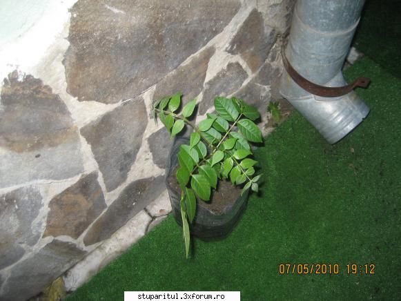Evodia - orban stefan - BAZA MELIFERA - PLANTE , ARBUSTI , ARBORI