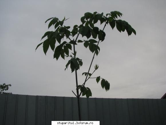 Evodia - am frecat o frunza intre degete si are un iz de - BAZA MELIFERA - PLANTE , ARBUSTI , ARBORI