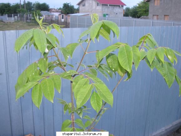Evodia - s-a prins si ii merge bine e evodia? - BAZA MELIFERA - PLANTE , ARBUSTI , ARBORI