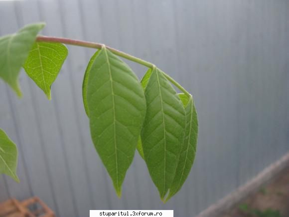 Evodia - FlorinI - BAZA MELIFERA - PLANTE , ARBUSTI , ARBORI