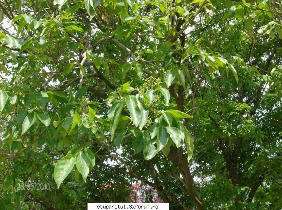 Evodia - costid - BAZA MELIFERA - PLANTE , ARBUSTI , ARBORI