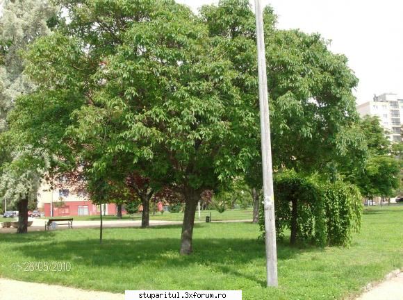 Evodia - costid - BAZA MELIFERA - PLANTE , ARBUSTI , ARBORI