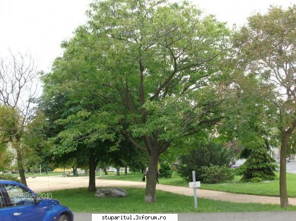 Evodia - se pare ca face figuri. vad ca am incarcat 2 poze - BAZA MELIFERA - PLANTE , ARBUSTI , ARBORI