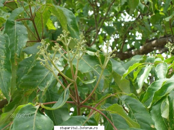 Evodia - costid - BAZA MELIFERA - PLANTE , ARBUSTI , ARBORI