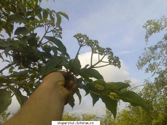 Evodia - in padure silvicultori planteaza 3-4000 pana la - BAZA MELIFERA - PLANTE , ARBUSTI , ARBORI