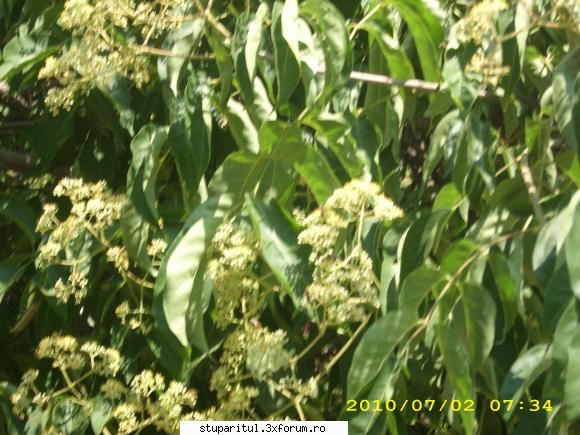 Evodia - evodia, la fel ca si salcamul infloreste pe - BAZA MELIFERA - PLANTE , ARBUSTI , ARBORI