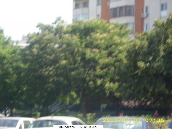 Evodia - altele au si trecut, cum zisesem - BAZA MELIFERA - PLANTE , ARBUSTI , ARBORI