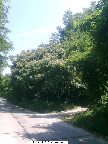Evodia - Sal'tare! In urma cu peste 20 de ani a mai fost o - BAZA MELIFERA - PLANTE , ARBUSTI , ARBORI