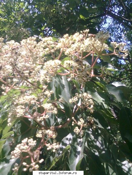 Evodia - Si mai de-aproape - BAZA MELIFERA - PLANTE , ARBUSTI , ARBORI