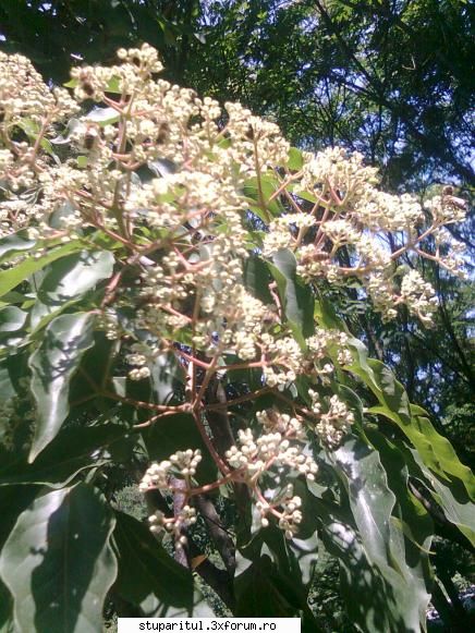 Evodia - Donbazil - BAZA MELIFERA - PLANTE , ARBUSTI , ARBORI