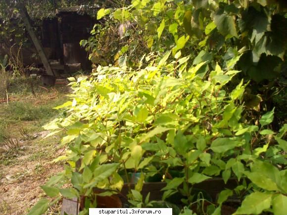 Evodia - sa pun si pozele. urmatoarea - BAZA MELIFERA - PLANTE , ARBUSTI , ARBORI
