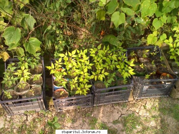 Evodia - sa pun si pozele. si urmatoarea si ultima - BAZA MELIFERA - PLANTE , ARBUSTI , ARBORI