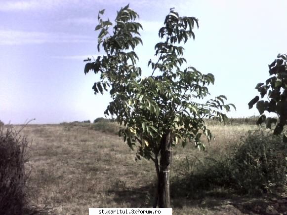 Evodia - Evodia in al treilea an de la plantare. S-a - BAZA MELIFERA - PLANTE , ARBUSTI , ARBORI