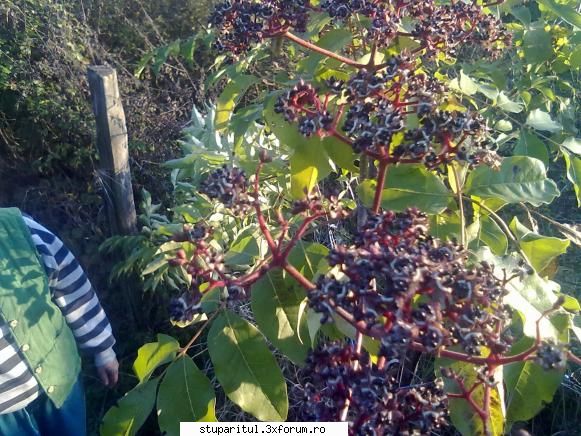 Evodia - cati ani are copacelul ce a inflorit prima data? - BAZA MELIFERA - PLANTE , ARBUSTI , ARBORI