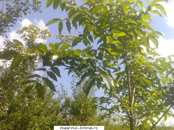 Evodia - glumeam, puieti din poza vor fi replantati la - BAZA MELIFERA - PLANTE , ARBUSTI , ARBORI