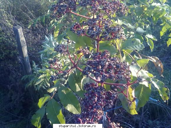 Evodia - cand l-am cumparat,vanzatorul a spus ca are doi - BAZA MELIFERA - PLANTE , ARBUSTI , ARBORI