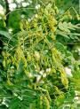 Evodia - amilo - BAZA MELIFERA - PLANTE , ARBUSTI , ARBORI
