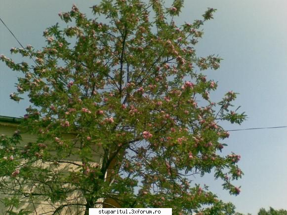 Evodia - a inflorit sofora - BAZA MELIFERA - PLANTE , ARBUSTI , ARBORI