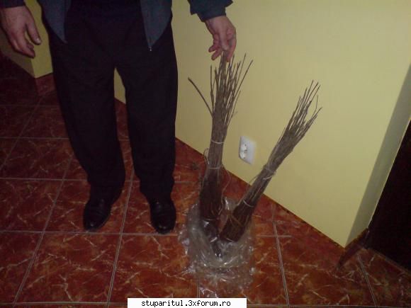 Evodia - Am primit puietii de evodia (hupehensis) din - BAZA MELIFERA - PLANTE , ARBUSTI , ARBORI