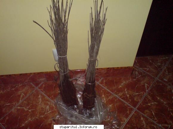Evodia - A doua poza !!! - BAZA MELIFERA - PLANTE , ARBUSTI , ARBORI