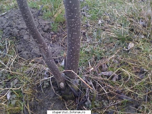 Evodia - in primii ani mi-au murit pana la nivelul solului - BAZA MELIFERA - PLANTE , ARBUSTI , ARBORI
