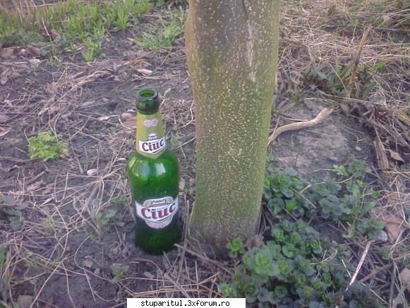 Evodia - In primul rand imi cer scuze pentru intarzierea - BAZA MELIFERA - PLANTE , ARBUSTI , ARBORI