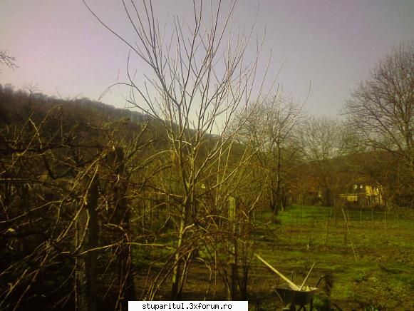 Evodia - Coroana copacului sper sa se deduca din poza - BAZA MELIFERA - PLANTE , ARBUSTI , ARBORI