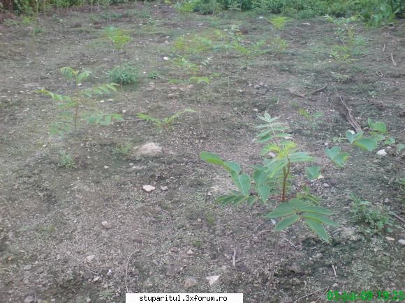 Evodia - mihaipop_55 - BAZA MELIFERA - PLANTE , ARBUSTI , ARBORI