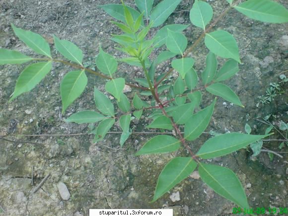 Evodia - mihaipop_55 - BAZA MELIFERA - PLANTE , ARBUSTI , ARBORI
