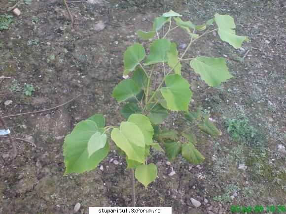 Evodia - si un pui de tei alb - BAZA MELIFERA - PLANTE , ARBUSTI , ARBORI