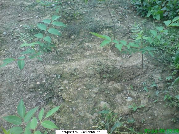 Evodia - puietii nu duc lipsa de apa iar pamantul este de - BAZA MELIFERA - PLANTE , ARBUSTI , ARBORI