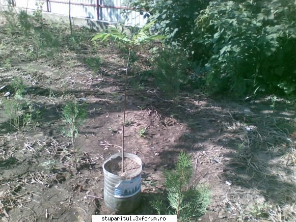 Evodia - stadiul de dezvoltare a puietilor de evodia - BAZA MELIFERA - PLANTE , ARBUSTI , ARBORI