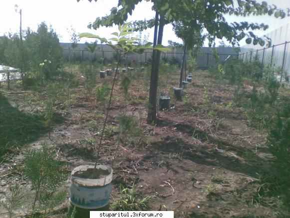 Evodia - pngflorin - BAZA MELIFERA - PLANTE , ARBUSTI , ARBORI