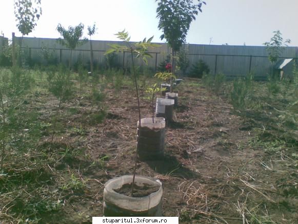 Evodia - pngflorin - BAZA MELIFERA - PLANTE , ARBUSTI , ARBORI