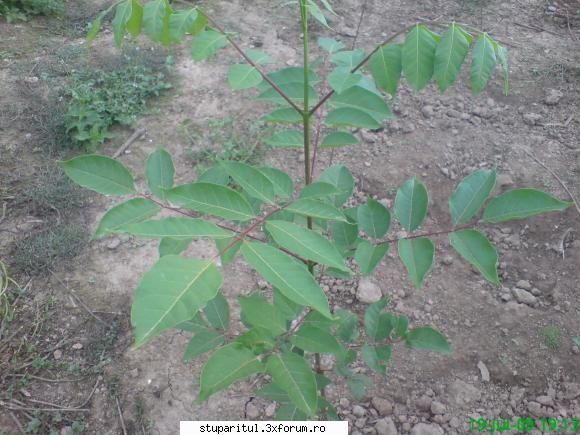 Evodia - puietii sunt frumosi cred ca au aproape 1m,dar - BAZA MELIFERA - PLANTE , ARBUSTI , ARBORI