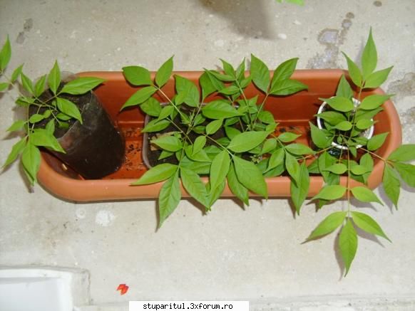 Evodia - In primul an _pe balcon - BAZA MELIFERA - PLANTE , ARBUSTI , ARBORI